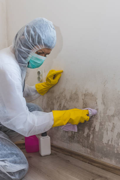 Trusted Orwell, OH Mold Removal Experts